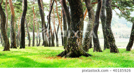 Pine trees, pine trees, pine trees 40185926