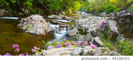 杜鵑花,杜鵑花,吉日山,danggung 杜鵑花,杜鵑花,吉日山,danggung 40186101