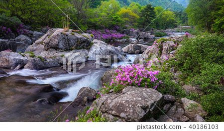 杜鵑花,杜鵑花,吉日山,danggung 杜鵑花,杜鵑花,吉日山,danggung 40186103
