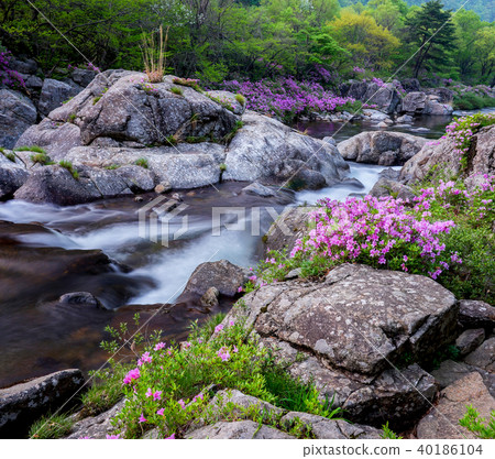 Azalea, azalea, jiri mountain, danggung Azalea, azalea, jiri mountain, danggung 40186104