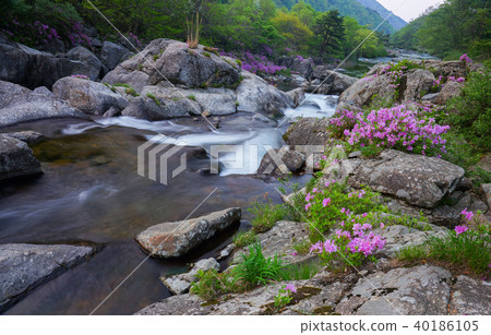 杜鵑花,杜鵑花,吉日山,danggung 杜鵑花,杜鵑花,吉日山,danggung 40186105