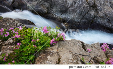 杜鵑花,杜鵑花,吉日山,danggung 杜鵑花,杜鵑花,吉日山,danggung 40186106