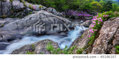 Azalea, azalea, jiri mountain, danggung Azalea, azalea, jiri mountain, danggung 40186107