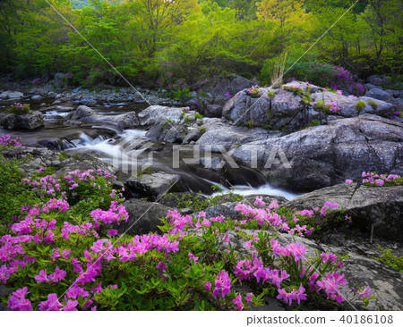 杜鵑花，杜鵑花，吉日山，danggung 40186108