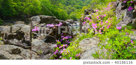 杜鵑花，杜鵑花，吉日山，danggung 40186116