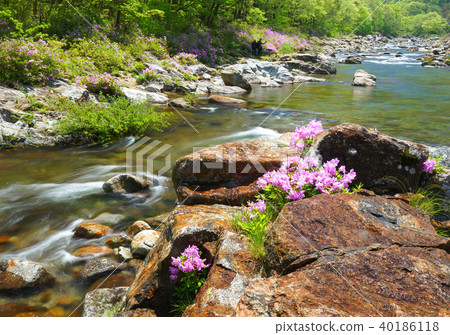 Azalea, azalea, jiri mountain, danggung Azalea, azalea, jiri mountain, danggung 40186118