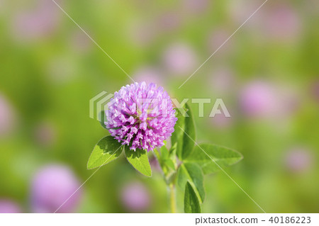 紅三葉草 40186223