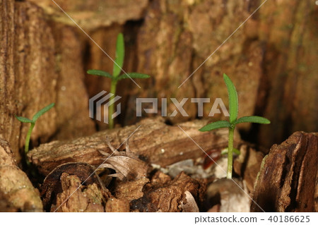 Nature plant cedar, april. This year's seedling. It seems that cedar is born not in Futaba but in three leaves 40186625