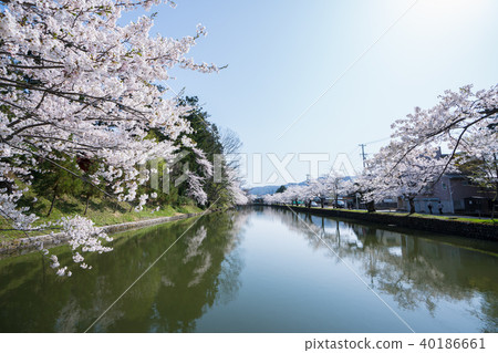 Cherry blossoms at Matsuga Park 40186661