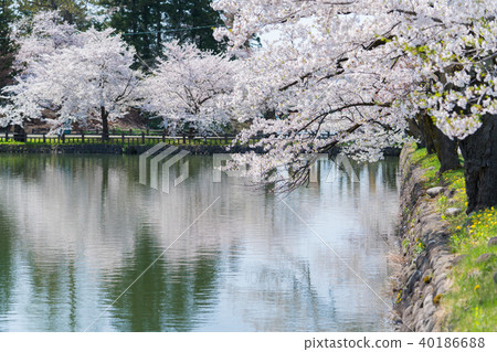 松花公園的櫻花 40186688