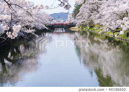 松花公園的櫻花 40186692