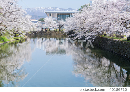 Cherry blossoms at Matsuga Park Cherry blossoms at Matsuga Park 40186710