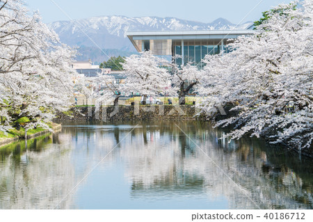 Cherry blossoms at Matsuga Park Cherry blossoms at Matsuga Park 40186712