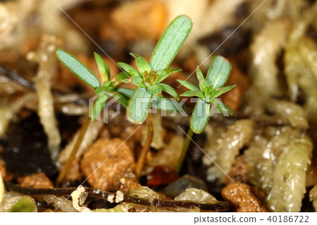 天然植物檜木，一種幼苗在3月中旬萌芽。真正的葉子出現了大約一個月 40186722