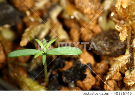 Nature Plants Sawara, seedlings in late April. The true leaf came out almost a month after germination 40186746