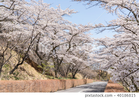 Sakura no Sato 40186815