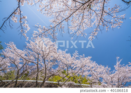 Sakura no Sato 40186818