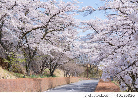 Sakura no Sato 40186820