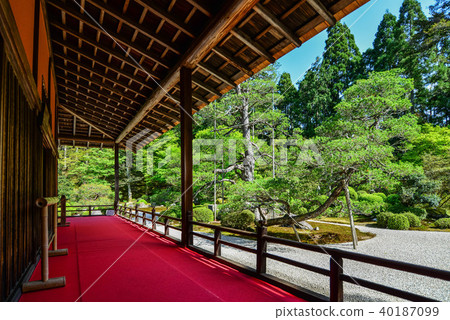 View of the garden 40187099