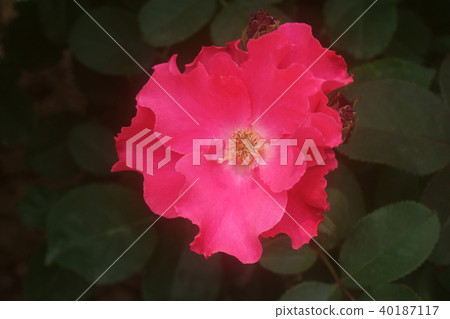 rose rose 40187117