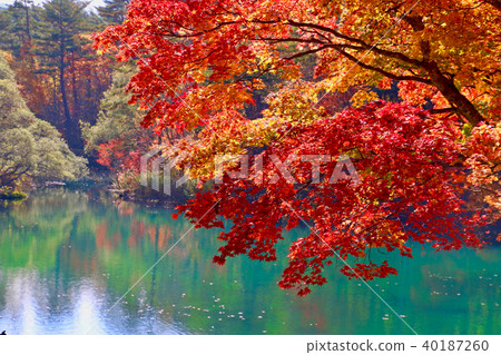 秋季五色沼澤(背面) 秋季五色沼澤(背面) 40187260