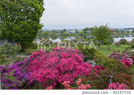 Azalea Azalea 40187556