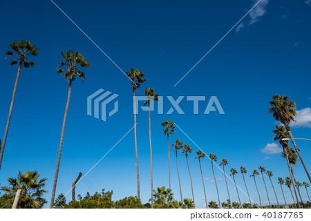 棕櫚樹在美國和加利福尼亞 40187765