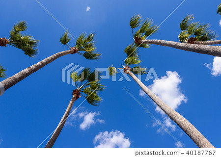 藍天和棕櫚樹 藍天和棕櫚樹 40187767