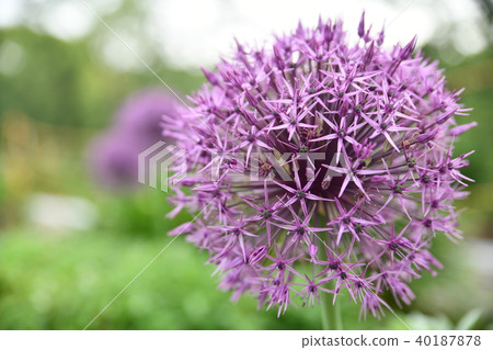 春花(蔥屬) 春花(蔥屬) 40187878