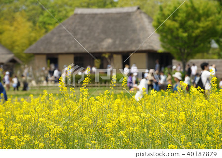 強姦開花 強姦開花 40187879
