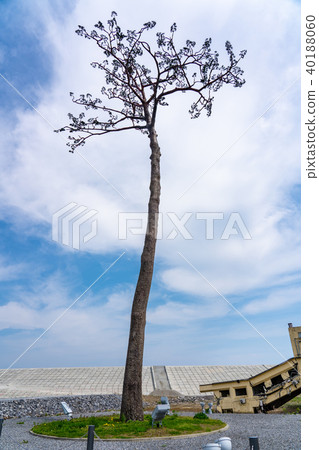 Vertical composition of Rikuzentakata and Miracle Ipponmatsu Vertical composition of Rikuzentakata and Miracle Ipponmatsu 40188060