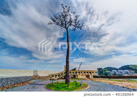 Rikuzentakada · miracle ichimatsumatsu HDR image 40188064