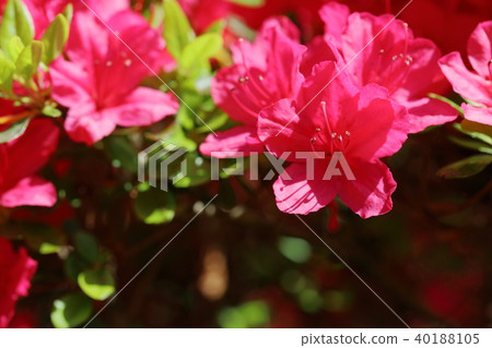 Azalea in full bloom Azalea in full bloom 40188105
