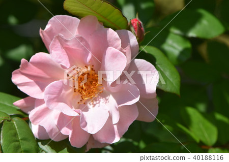 早春之花 早春之花 40188116