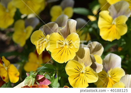 早春之花 早春之花 40188125