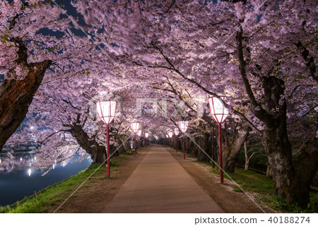 在弘前公園Nishina櫻花隧道的櫻花 40188274