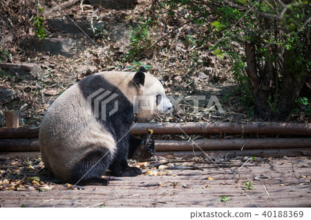 Giant panda eating bamboo  closeup 40188369