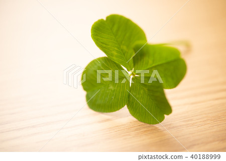 四葉三葉草 40188999