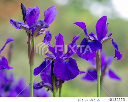 Ayame Ayame 40189353