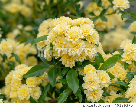 Mokkobara Mokkobara 40189370