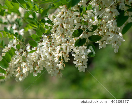 Fake acacia Fake acacia 40189377