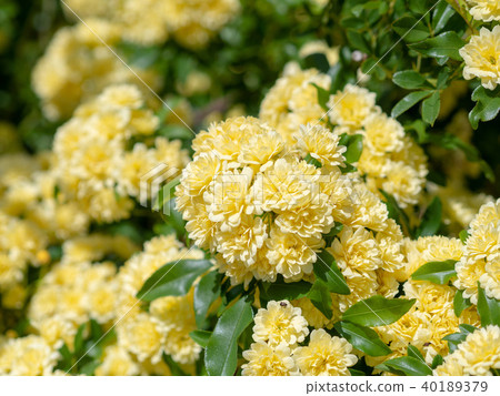 Mokkobara Mokkobara 40189379