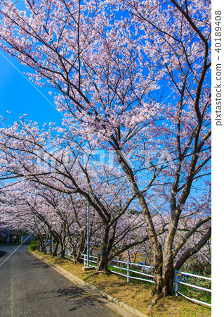 Matsushima Sakurazaka Sakura [Saikai City, Nagasaki Prefecture] 40189408