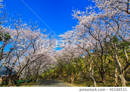 Matsushima Sakurazaka Sakura [長崎縣西海市] 40189531