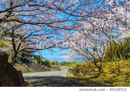 Matsushima Sakurazaka Sakura [長崎縣西海市] 40189532