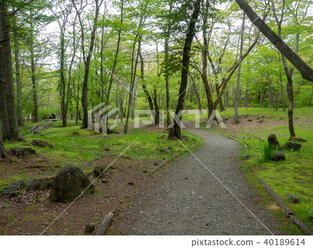 Forest Forest 40189614