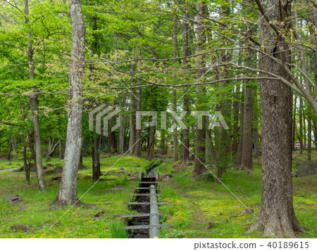 Forest Forest 40189615