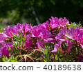 Azalea 40189638