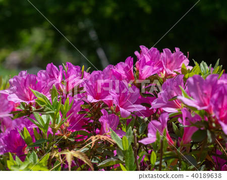 Azalea Azalea 40189638