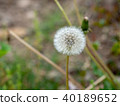 Dandelion 40189652